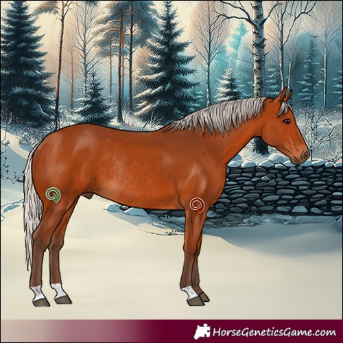 Horse Color:Silver Bay Rabicano 