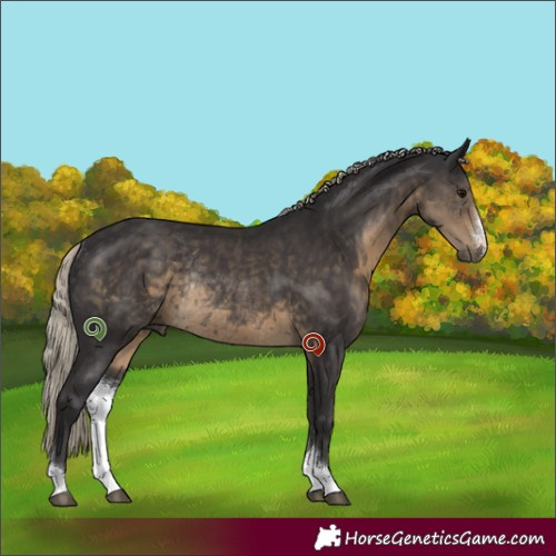 Horse Color:Silver Smoky Black Sabino Rabicano 