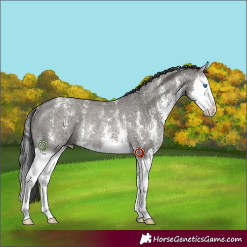 Horse Color:Grullo Sabino Splash Rabicano 