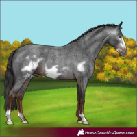 Horse Color:Gray Liver Red Roan Frame 