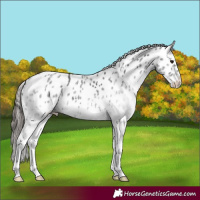 Horse Color:White Spotted Black Appaloosa