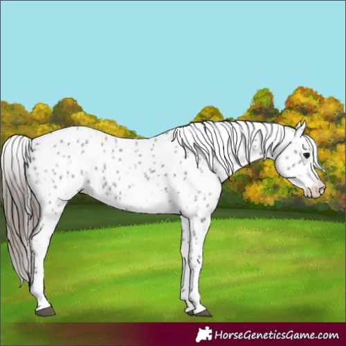 Horse Color:Grullo Appaloosa 