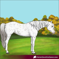 Horse Color:Grullo Appaloosa 