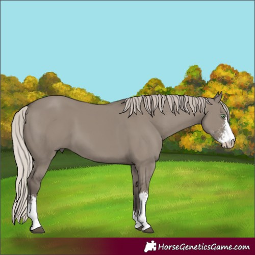 Horse Color:Silver Grullo Sabino 