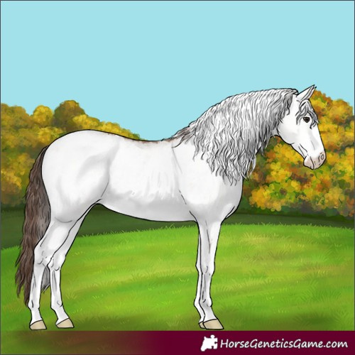 Horse Color:White Spotted Classic Champagne Blanket Rabicano