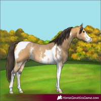 Horse Color:Buckskin Sabino Tobiano
