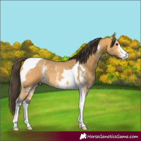 Horse Color:Buckskin Sabino Tobiano 