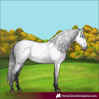 Horse Color:Gray Smoky Black 
