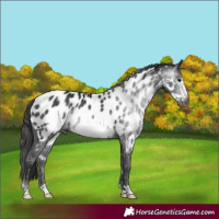 Horse Color:Gray Smoky Black Frame Appaloosa 