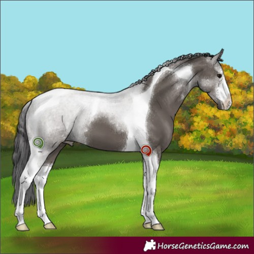 Horse Color:White Spotted Smoky Grullo Tobiano 