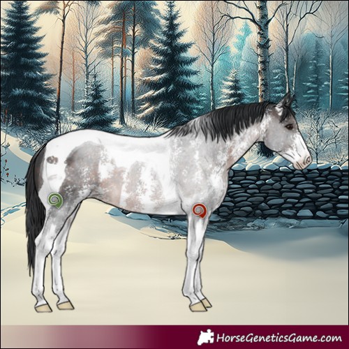 Horse Color:Brown Sabino Tobiano 