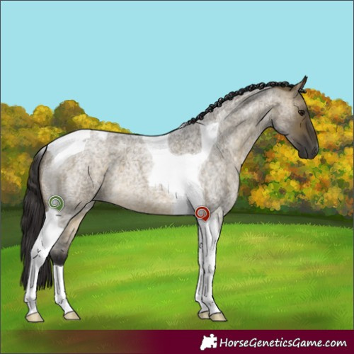 Horse Color:Buckskin Roan Dun Tobiano 