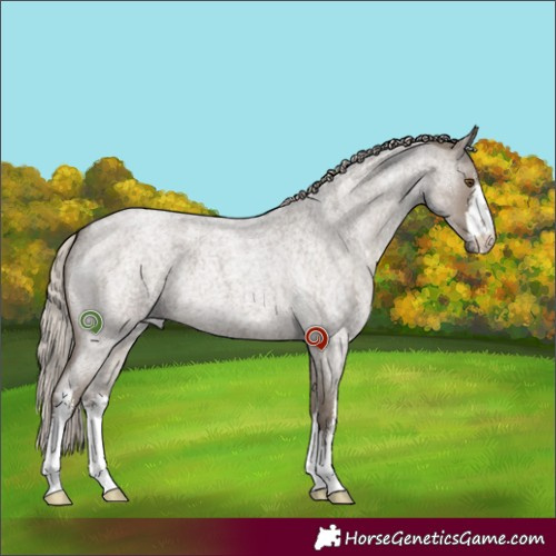 Horse Color:White Spotted Silver Grullo Roan 