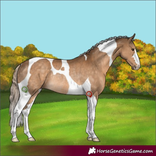 Horse Color:Chocolate Palomino Tobiano Rabicano 