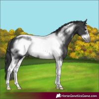 Horse Color:Black Sabino Tobiano Frame 
