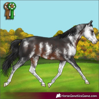 Horse Color:Brown Sabino
