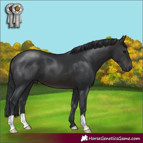 Horse Color:Brown 