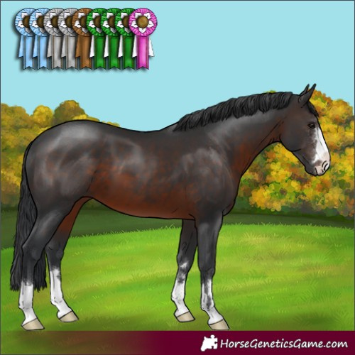 Horse Color:Brown 