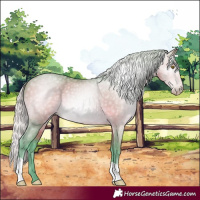 Horse Color:Gray Watercolor Silver Bay Pearl 