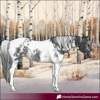 Horse Color:Platinum White Spotted Buckskin Tobiano 
