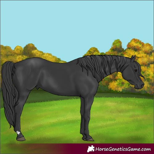Horse Color:Black 