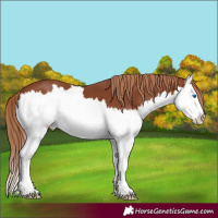 Horse Color:Chestnut Splash 