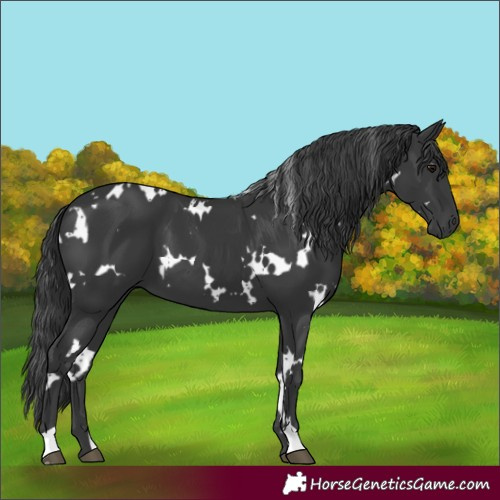 Horse Color:White Spotted Black