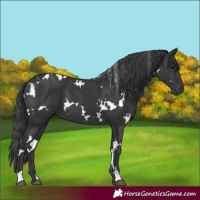 Horse Color:White Spotted Black 
