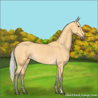 Horse Color:Silver Buckskin 