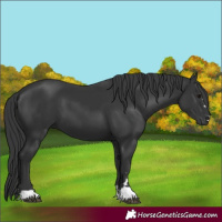 Horse Color:Black 