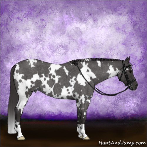 Horse Color:White Spotted Smoky Blue Roan 