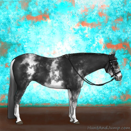 Horse Color:Gray White Spotted Smoky Black 
