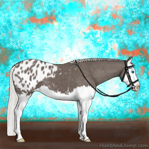 Horse Color:Silver Black Splash Appaloosa 