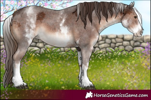 Horse Color:White Spotted Liver Chestnut Sabino 