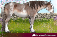 Horse Color:White Spotted Liver Chestnut Sabino