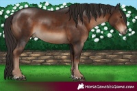 Horse Color:Liver Chestnut 