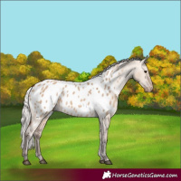 Horse Color:Silver Brown Dun Appaloosa 