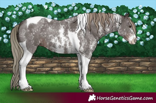 Horse Color:Liver Chestnut Mushroom Sabino Tobiano 