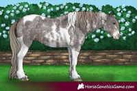 Horse Color:Liver Chestnut Mushroom Sabino Tobiano 
