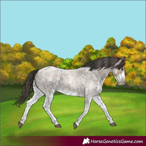 Horse Color:White Spotted Blue Roan Frame Rabicano  and White Spotted Classic Champagne Roan Frame Rabicano 