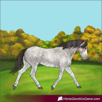 Horse Color:White Spotted Blue Roan Frame Rabicano  and White Spotted Classic Champagne Roan Frame Rabicano 