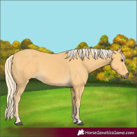 Horse Color:Palomino