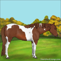 Horse Color:Chestnut Tobiano