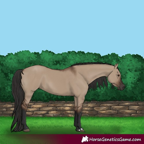 Horse Color:Liver Red Dun Rabicano