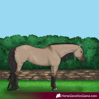 Horse Color:Liver Red Dun Rabicano 
