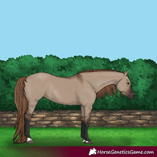 Horse Color:Liver Red Dun Rabicano 