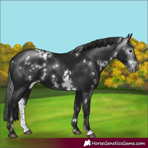 Horse Color:Gray White Spotted Smoky Black Sabino Appaloosa