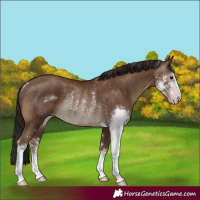 Horse Color:Gray Classic Champagne Sabino Rabicano 