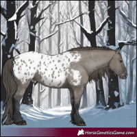 Horse Color:Grullo Appaloosa 