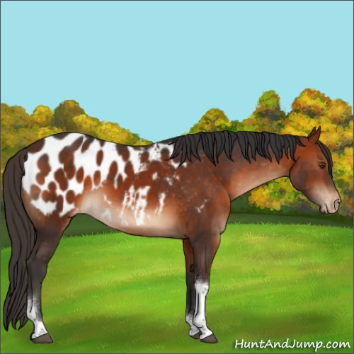 Horse Color:Bay Tobiano Appaloosa 